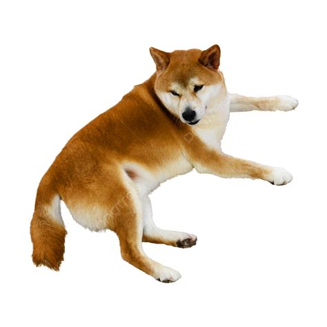 Dog Ying Down Pet Lie Down Shiba Inu Png Transparent Image And