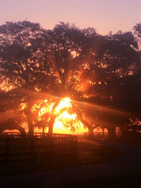 Early Morning Sunrise On The Farm Ocala