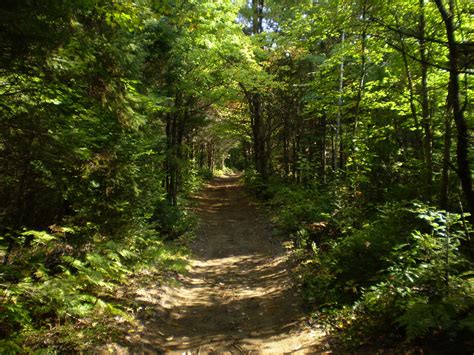 Download Free Photo Of Trailpathwoodstrail In The Woodsfree