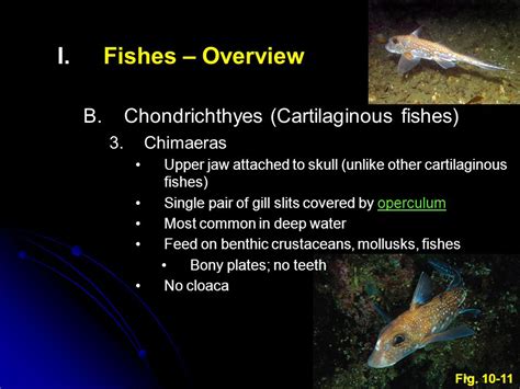I Ifishes Overview B Bchondrichthyes Cartilaginous Fishes 1 1