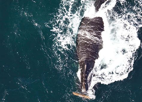 Here Is What You Need To Know About The North Pacific Right Whales