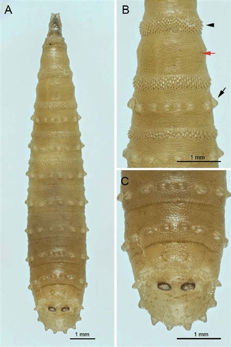 Light Micrographs Of Third Instar Larvae Of Chrysomya Chani A Whole Download Scientific