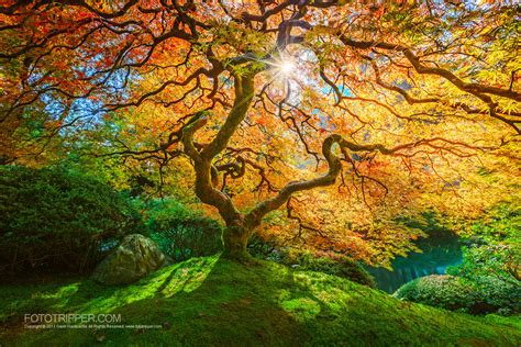 Hours may change under current circumstances How to Shoot Portland Japanese Garden - Fototripper