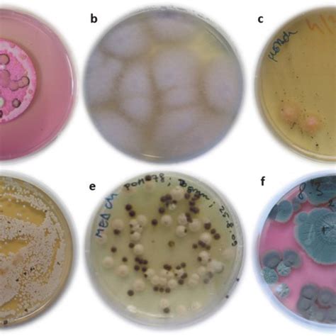 Water Related Microorganisms In The Households Biofilm Formation