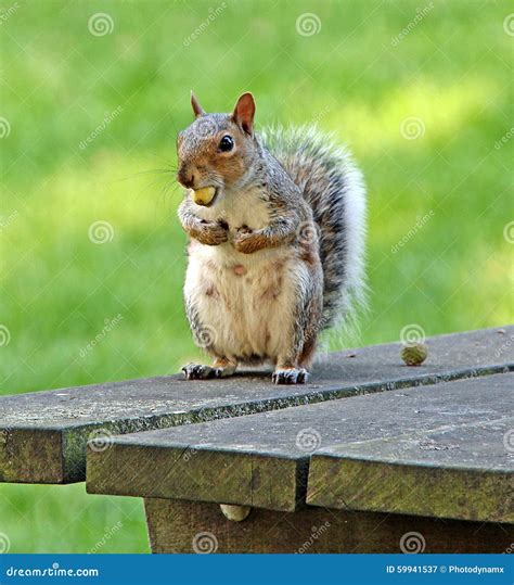 Squirrel With Acorn Stock Image Image Of Food Squirrels 59941537