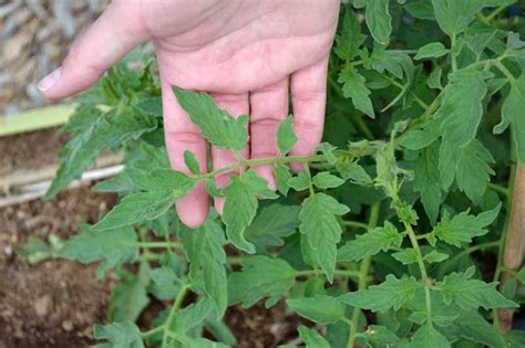 Heirloom Tomato Leaves Potato Leaf Vs Regular Leaf Edible Plants