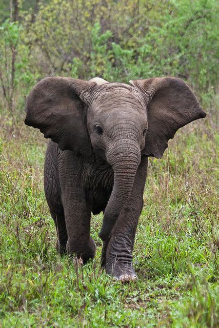 Baby Elephant - Mpumalanga, South Africa | Elephant, Elephant pictures, Animals wild