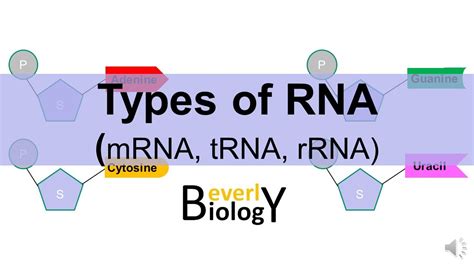 Types Of RNA MRNA TRNA RRNA YouTube