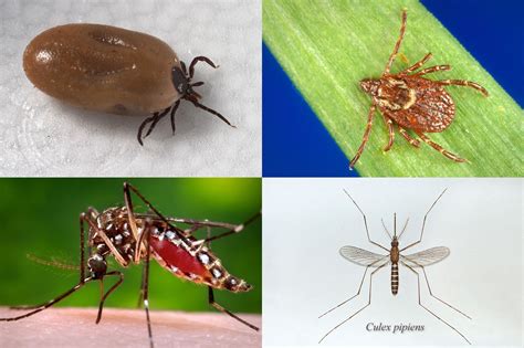 Diseases Spread By Ticks Mosquitoes And Fleas More Than Tripled In The