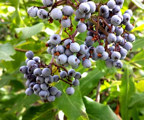 Blue Elderberry Wildutahedibles