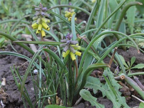 Muscari Macrocarpum