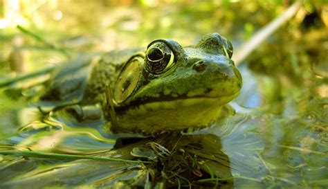 Killer Disease Short Circuits Frog Hearts Wired