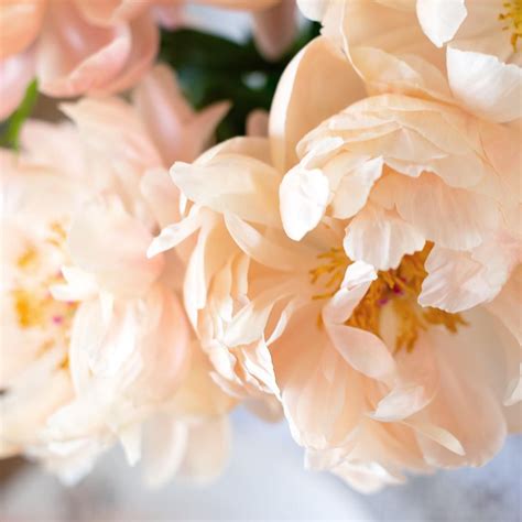 Peach Peonies Mary Walds Place Flower Cottage Peach Peonies