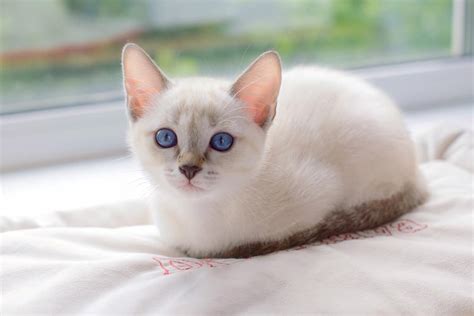 Lilac Point Siamese Cat Info Facts Traits Pictures And Faqs