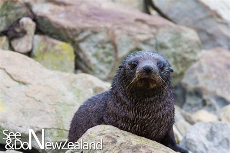 See And Do New Zealand Seeanddonz Twitter New Zealand Wildlife