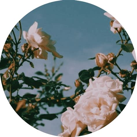 White Aesthetic Icon Plants Flowers Profile Pic Pfp Pic Iphone