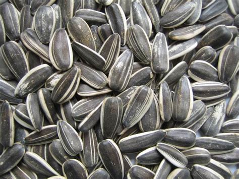 Sunflower Seed Only Foods