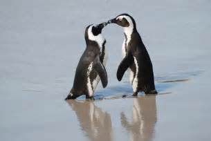 Filea Pair Of African Penguins Boulders Beach South Africa