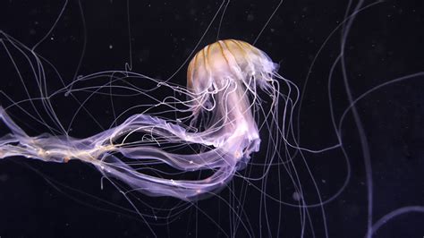 Download Wallpaper 2560x1440 Jellyfish Underwater World Dark