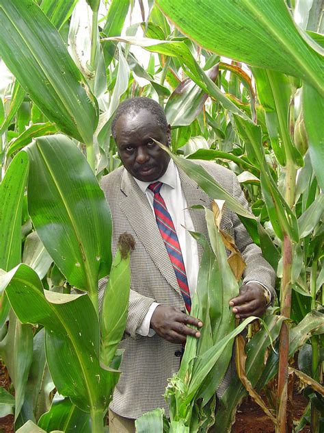 Examining Malformed Maize Damaged By Stem Borers Fred Many Flickr