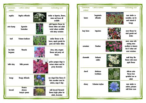List Of Edible Flowers Edible Flowers Edible Plants Edible
