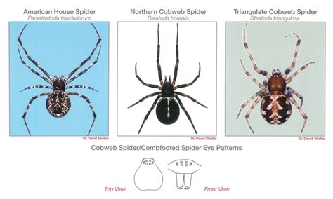 Spider Identification Guide Pestnet® Pest Leads And Marketing