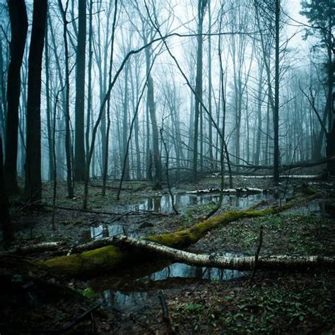Lonely Forest A Walk Through The Woods Pinterest