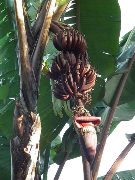 A Guide To 17 Different Types Of Bananas In 2020 Red Banana Tree