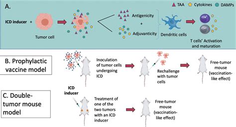 Frontiers Immunogenic Cell Death And Role Of Nanomaterials Serving As