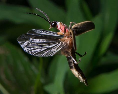 Firefly Insect Flying