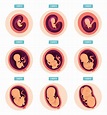 Etapas del embarazo, etapas de crecimiento humano desarrollo ...