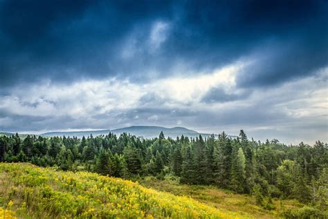 30 Fascinating Facts About The Boreal Forest