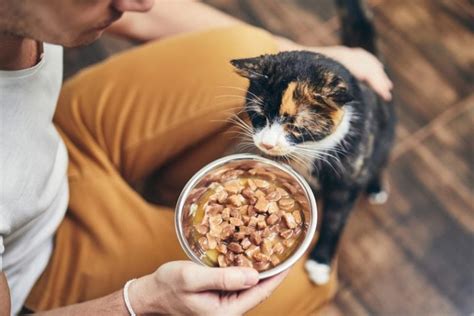 How Much Should You Feed A Kitten Kitten To Adult Feeding Chart