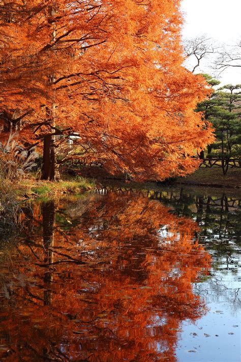 Autumn reflection | Autumn landscape, Autumn scenery, Autumn scenes
