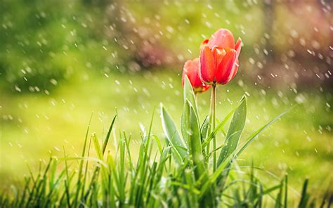 April Showers Wallpaper 56 Images