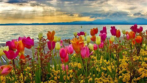 Spring Scenery Wallpaper 1080p 46 Spring Hd Wallpapers 1080p On