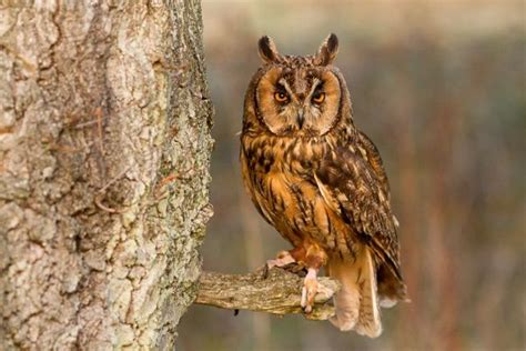 Long Eared Owl Long Eared Owl British Wildlife Owl