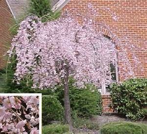 Dwarf weeping cherry trees (prunus subhirtella) are small, ornamental relatives of the more common sweet or sour fruiting cherry trees. dwarf weeping cherry tree - Bing images | Landscape trees ...