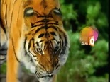 L'Empire du Tigre - Bande-annonce - 02/09 - Vidéo Dailymotion
