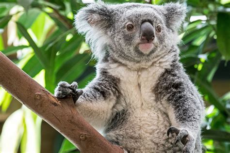 Australian Koalas Considered Functionally Extinct With Estimated