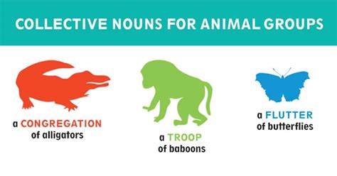 Collective Nouns For Animal Groups I Love Veterinary