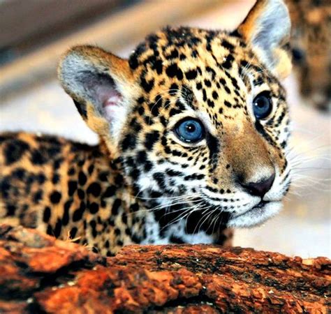 Update Milwaukees Jaguar Cubs Eat Play Grow Zooborns