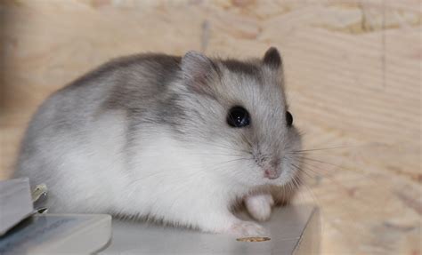 Russian Winter White Dwarf Hamster Lifespan Information On Dwarf