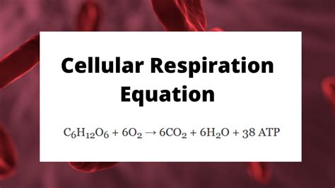 Balanced Chemical Equation For Cellular Respiration Meaning And