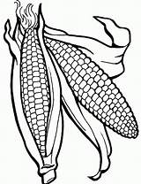 Coloring Corn Sheet Popular sketch template