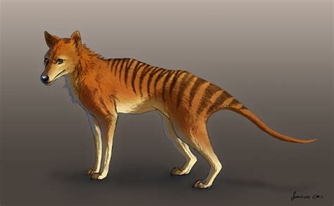 Tasmanian Tiger Dinosaurs Pictures And Facts