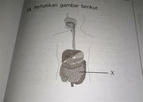 Tolong Bantuan Nya Juseyo Fungsi Organ Pencernaan Yang Ditunjuk Oleh