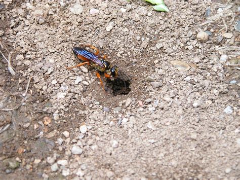 This Ground Nesting Wasp Scoliid Or Tiphiid Was Photographed Behind One Of The Cabins In