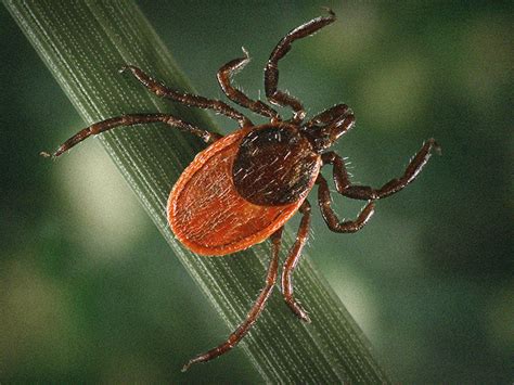 Check the webmd slide show to see how many different things can push you over the edge. Deer tick: Pictures, identification, and Lyme disease