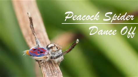 Peacock Spider Dance Off Youtube